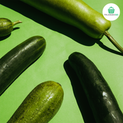 Cucumber