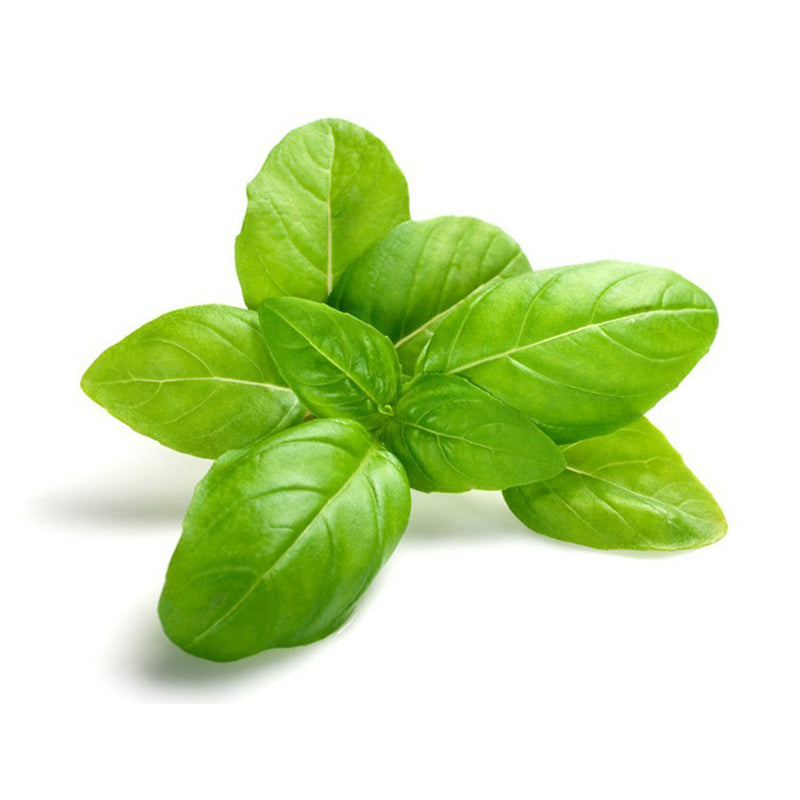 Basil Leaves