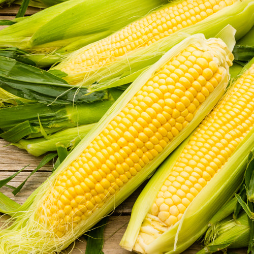 Yellow Corn